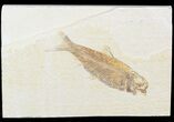 Bargain Knightia Fossil Fish - Wyoming #47891-1